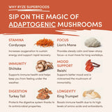 Mocha Creamer 3-Pack
